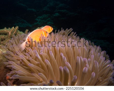 The anemone coral with couple of anemone fishes (clown, nemo fish). Micronesia, Yap, Pacofoc ocean.