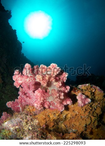 Amazing underwater view with the reflection of sun ball on the surface. Pink soft coral in the front. Healthy reef of Yap, Micronesia, Pacific ocean.