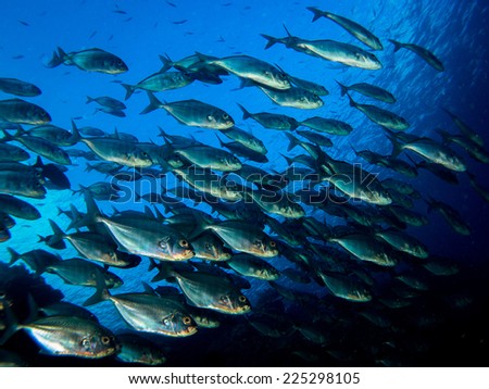 Big school (group) of the jack fish - reflection against the surface, in beautiful blue water. Yap, Micronesia, Pacific ocean.