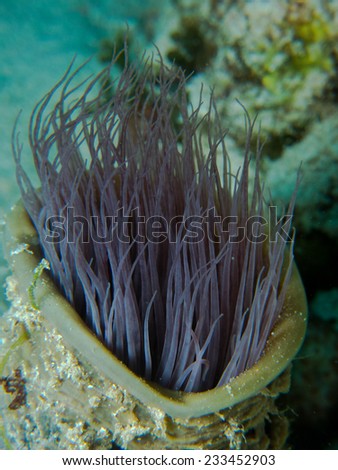 Violet tube worm, detail, macro shot. Tanzania, Pemba island.