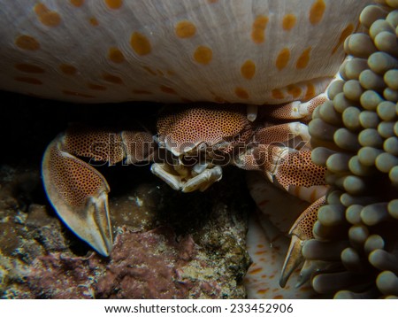 Big Porcelain crab sitting outside of its anemone coral. Porcelain crabs are decapod crustaceans in the widespread family Porcellanidae which superficially resemble true crabs. Pemba island, Tanzania.