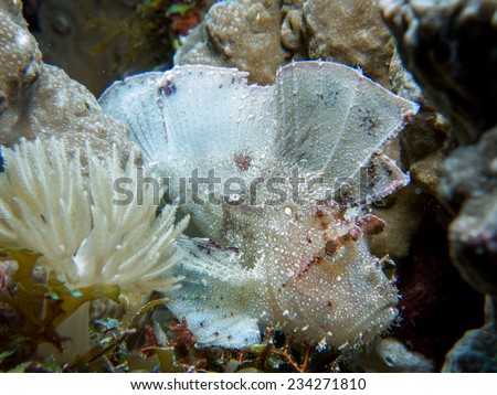 The white Leaf scorpionfish or Paperfish (Taenianotus triacanthus), is a species of marine fish, the sole member of its genus. Portrait of the fish. Macro shot, detail. Pemba island, Tanzania.