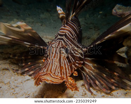 Commom Lionfish (Pterois Miles), portrait of the poisonous fish, swiming close to the bottom. Pemba island, Tanzania.