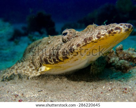 Indian Ocean crocodile-fish (Papilloculiceps longiceps) - perfect mimicry on the coral bottom. Red Sea, Egypt