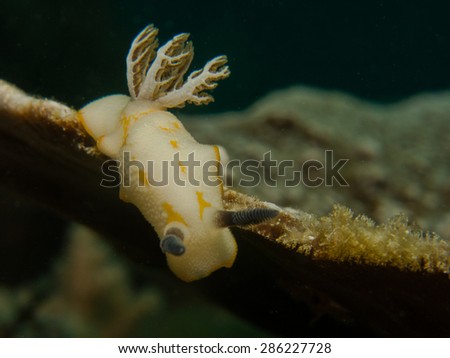 Yellow and white nudibranch. Sea slug, snail. Underwater life at Pemba island, Tanzania.