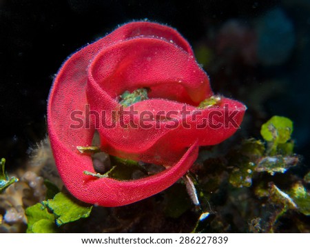 Eggs of the Spanish dancer. (the underwater rose, flower). Spanish dancer. Underwater life at Pemba island, Tanzania.