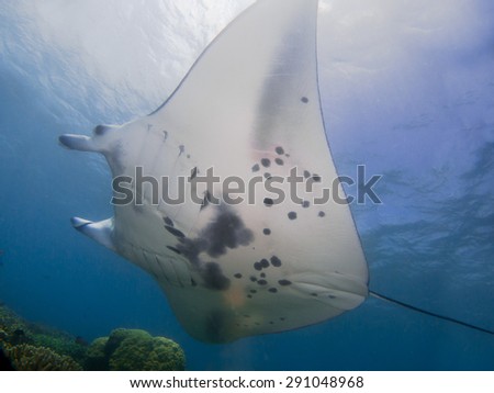 Amazing manta rays flying and playing around. Manta dive in Yap, Micronesia. The huge rays easy to identified.