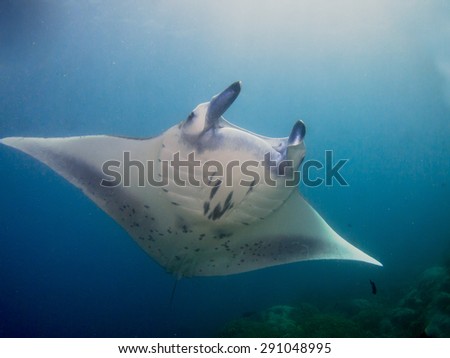 Amazing manta rays flying and playing around. Manta dive in Yap, Micronesia. The huge rays easy to identified.