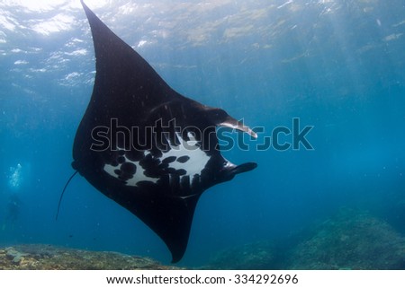 Manta ray dance. Black manta ray in shallow water. Nusa Penida, Indonesia.