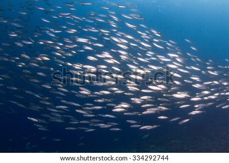 HUge group of fishes against the amazing blue water. Nusa Penida, Indonesia.