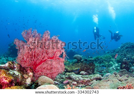 SIlhouette of a diver swimming in tropical water. Underwater view with the amazing red coral in Indonesia, Nusa Penida.