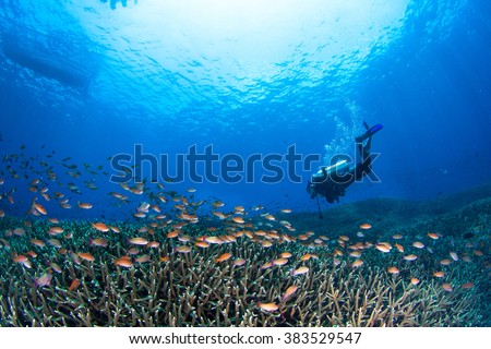 Beautiful shallow reef at shallow water with the group of small coral fishes and a diver above the reef. Nusa Penida, Indonesia.