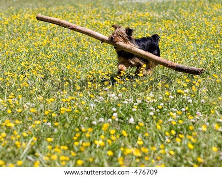 little dog catch big stick