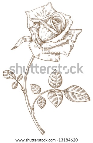 stock vector Oldstyled vector rose Freehand drawing