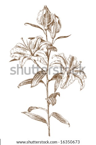 stock vector oldstyled vector lily Trace of freehand drawing