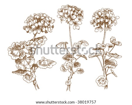 stock vector oldstyled vector geranium Trace of freehand drawing
