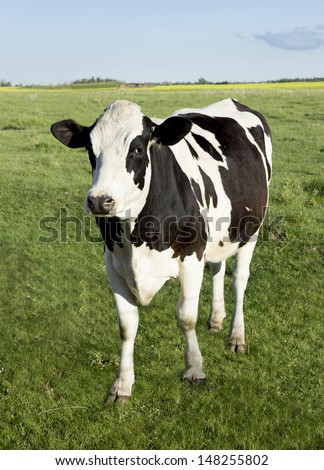 Holstein Dairy Cow Standing In A Field Of Grass