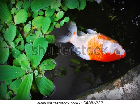 Gold mate Fish dead on black water