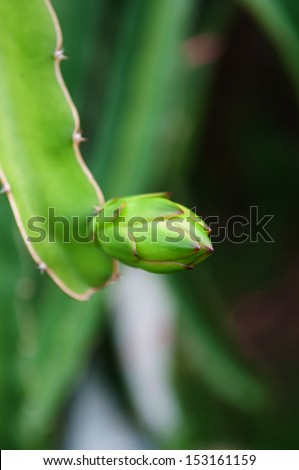 Flower of dragon fruit is cactus family Cactaceae