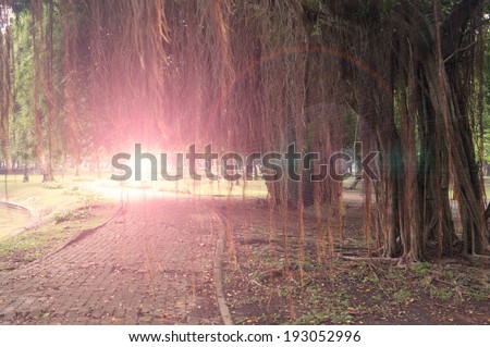 Sun beams pour through trees and air roots in forest