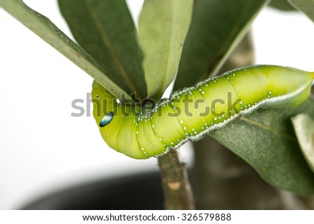 Green Caterpillar on green leaf on white background