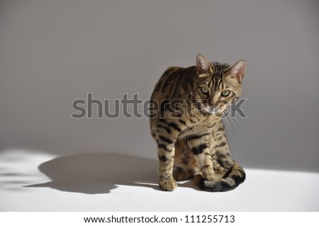 Studio portrait of bengal cat isolated on grey background