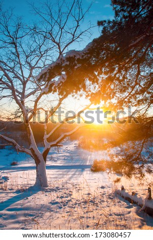 The sun on horizon breaks through tree branches frosty night