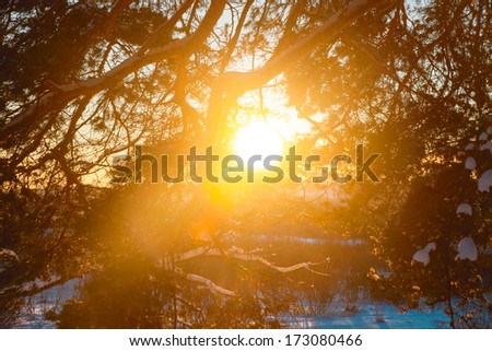 The sun on the horizon breaks through tree branches frosty night;