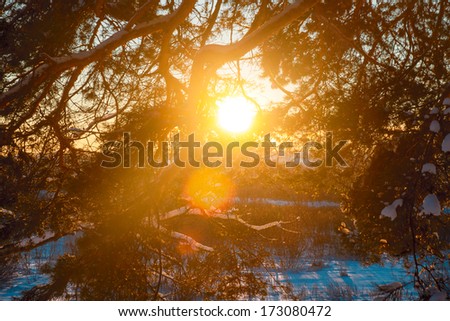 The sun on the horizon breaks through tree branches frosty night;