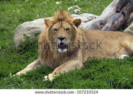 Portrait of a young lion in ZOO Vetrovy