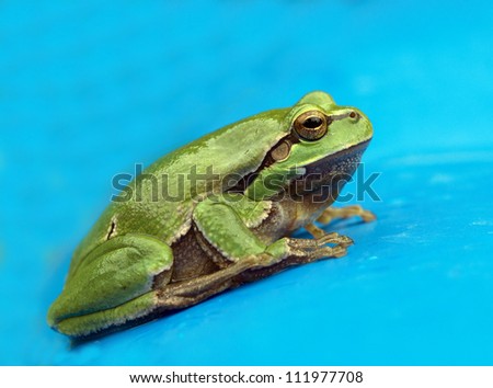 tree-frog in front of blue background