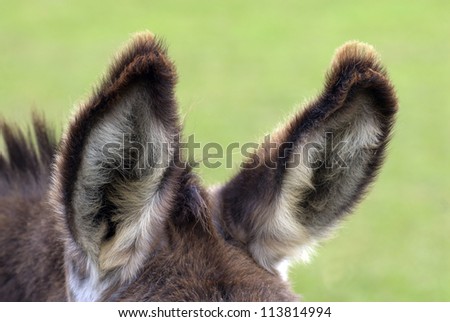ears of a donkey on the farm