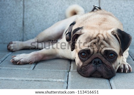 Sad purebred pug dog lying on blocks outdoors and looking at camera