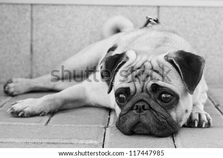 Black and white portrait of sad purebred pug dog lying on blocks outdoors and looking somewhere with depression in his eyes