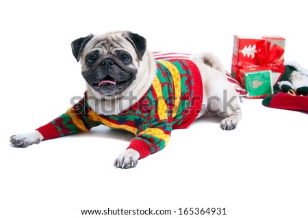 Funny cute and playful pug dog pet wearing warm woolen knitted sweater lying on the cushion Christmas presents round it smiling with toothy smile looking at camera Isolated on white background Funny cute and playful pug dog pet wearing warm woolen knitted sweater lying on the cushion Christmas presents round it smiling with toothy smile looking at camera Isolated on white background