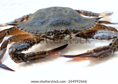 Raw blue crab before cooking, lying on a white plate, looking at camera. Over white background, main focus on the eye