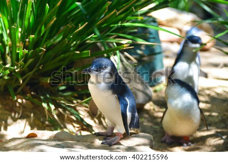 Little blue penguins walking in a herd in Featherdale Wildlife park zoo in Australia
