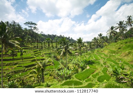 Rice fields in a valley before sunrise on Bali island.