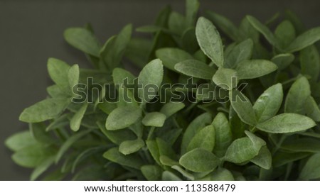 Green artificial leaves closeup for decorative purpose