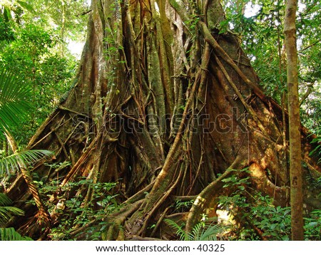 big tropical rainforest hardwood tree