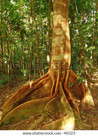 tropical rainforest hardwood tree