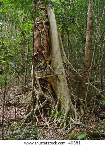 new zealand rainforest hardwood tree