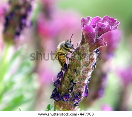 African honey bee on lavender flower