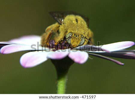 Carpenter bee enjoying a meal