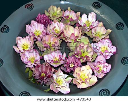 Bowl of freshly picked hellebore flowers