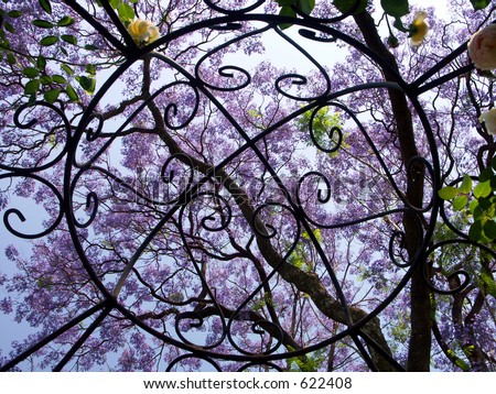 purple jacaranda