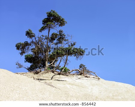Lone tree standing on top of sand dune, focusing on the tree.
