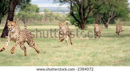 Cheetah running sequence