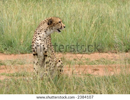 Cheetah calling for company