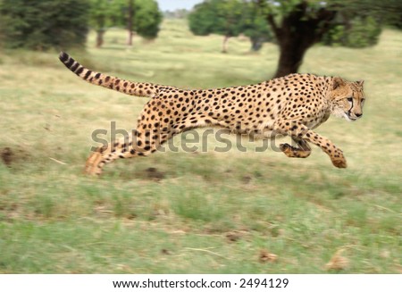 Cheetah accelerating to full speed Cheetah accelerating to full speed